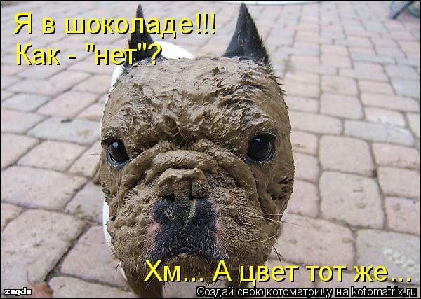 Котоматрица: Я в шоколаде!!! Как - "нет"? Хм... А цвет тот же...