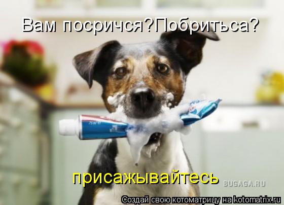 Котоматрица: Вам посричся?Побритьса?  присажывайтесь
