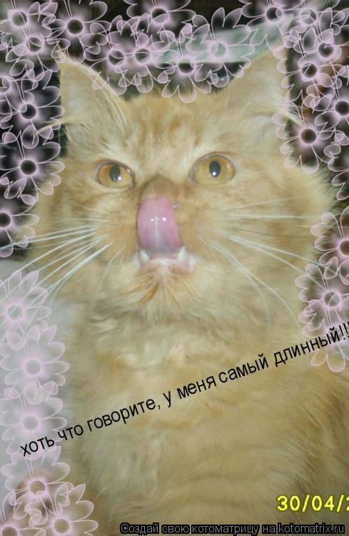 Котоматрица: хоть что говорите, у меня самый длинный!!!!