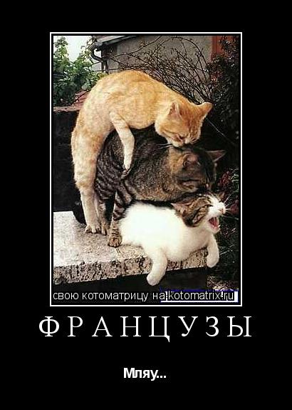 Котоматрица: Французы Мляу...