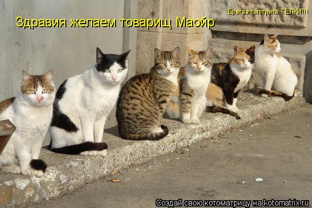 Котоматрица: Здравия желаем товарищ Маойр Братва смотрите ТЕЛКИ!!!