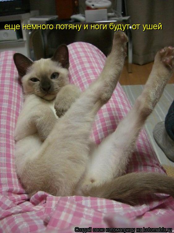 Котоматрица: еще немного потяну и ноги будут от ушей