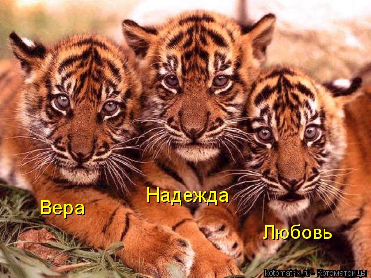 Котоматрица: Вера Надежда Любовь