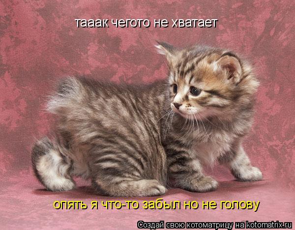 Котоматрица: тааак чегото не хватает опять я что-то забыл но не голову