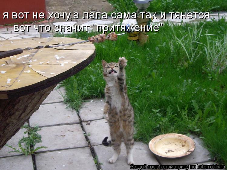 я вот не хочу,а лапа сама так и тянется . вот что значит "притяжение"... Котоматрица: я вот не хочу,а лапа сама так и тянется . вот что значит "притяжение"