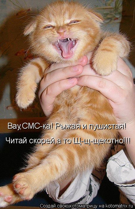 Вау,СМС-ка! Рыжая и пушистая! Читай скорей,а то Щ-щ-щекотно!!!... Котоматрица: Вау,СМС-ка! Рыжая и пушистая! Читай скорей,а то Щ-щ-щекотно!!!