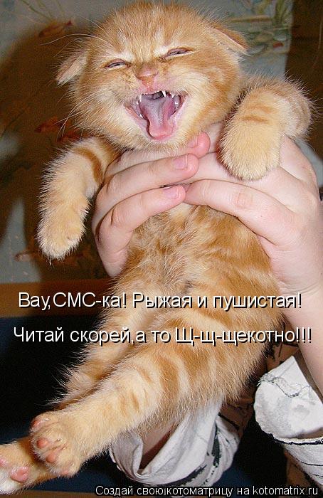 Котоматрица: Вау,СМС-ка! Рыжая и пушистая! Читай скорей,а то Щ-щ-щекотно!!!