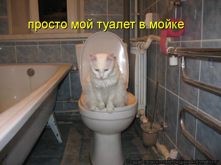 Котоматрица: просто мой туалет в мойке