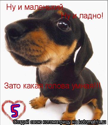 Ну и маленький, Ну и ладно! Зато какая голова умная!!!... Котоматрица: Ну и маленький, Ну и ладно! Зато какая голова умная!!!