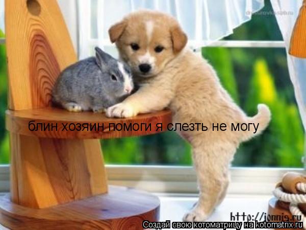 Котоматрица: блин хозяин помоги я слезть не могу