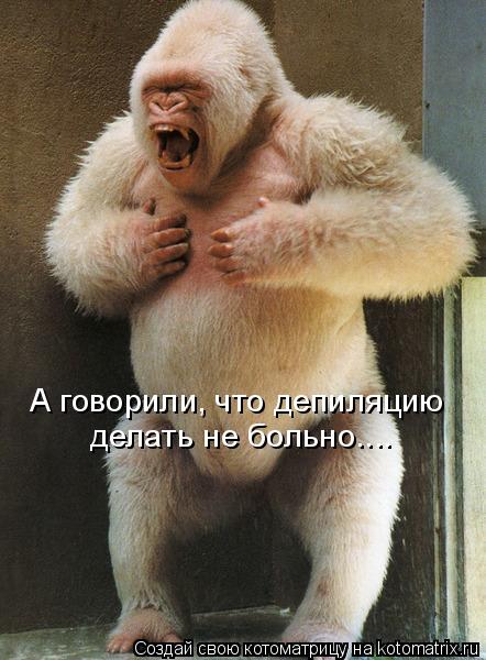 Котоматрица: А говорили, что депиляцию делать не больно....
