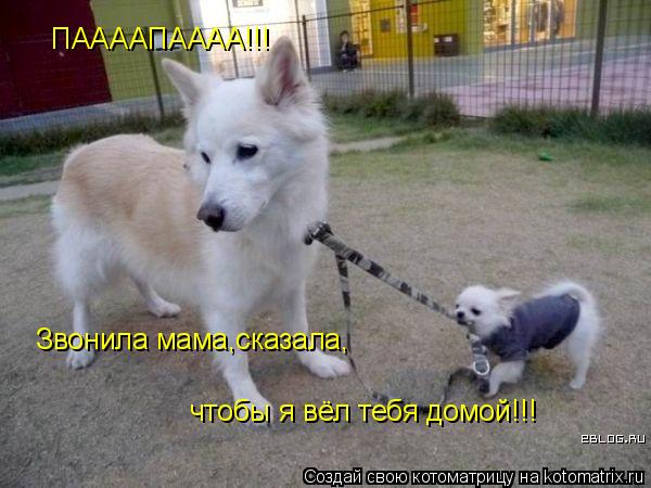 Котоматрица: ПААААПАААА!!! Звонила мама,сказала, чтобы я вёл тебя домой!!!