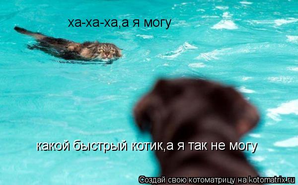 Котоматрица: какой быстрый котик,а я так не могу ха-ха-ха,а я могу