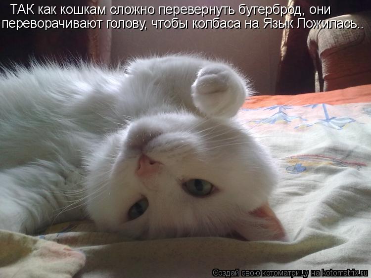 ТАК как кошкам сложно перевернуть бутерброд, они переворачивают голову, чтобы колбаса на Язык Ложилас... Котоматрица: ТАК как кошкам сложно перевернуть бутерброд, они переворачивают голову, чтобы колбаса на Язык Ложилась..
