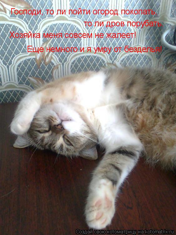 Котоматрица: Господи, то ли пойти огород покопать, то ли дров порубать. Хозяйка меня совсем не жалеет! Еще немного и я умру от безделья!