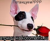 Котоматрица: Потанцуем?РРР
