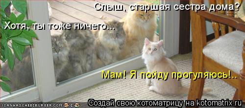 Слыш, старшая сестра дома? Хотя, ты тоже ничего... Мам! Я пойду прогуляюсь!..... Котоматрица: Слыш, старшая сестра дома? Хотя, ты тоже ничего... Мам! Я пойду прогуляюсь!..
