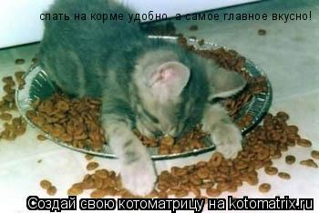 спать на корме удобно, а самое главное вкусно!... Котоматрица: спать на корме удобно, а самое главное вкусно!