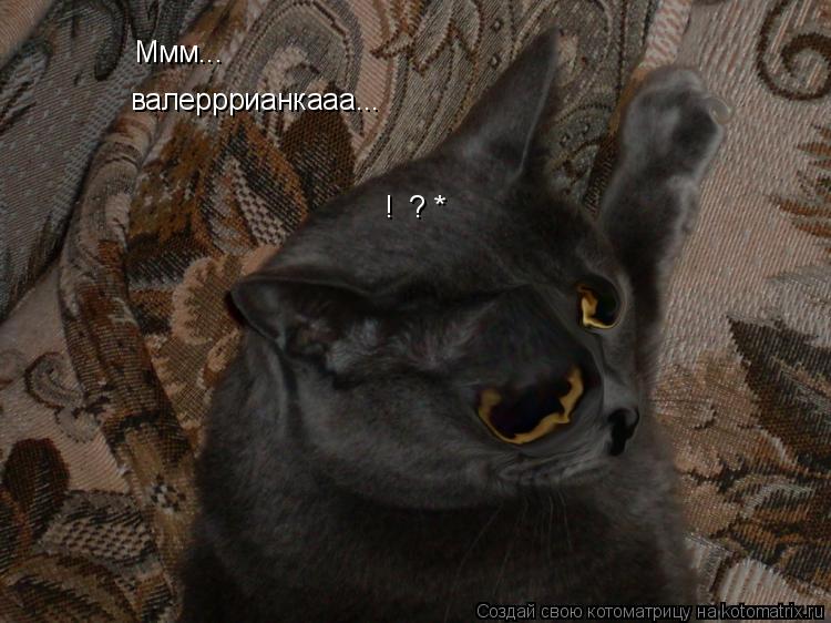 Котоматрица: Ммм... валерррианкааа... !  ? *