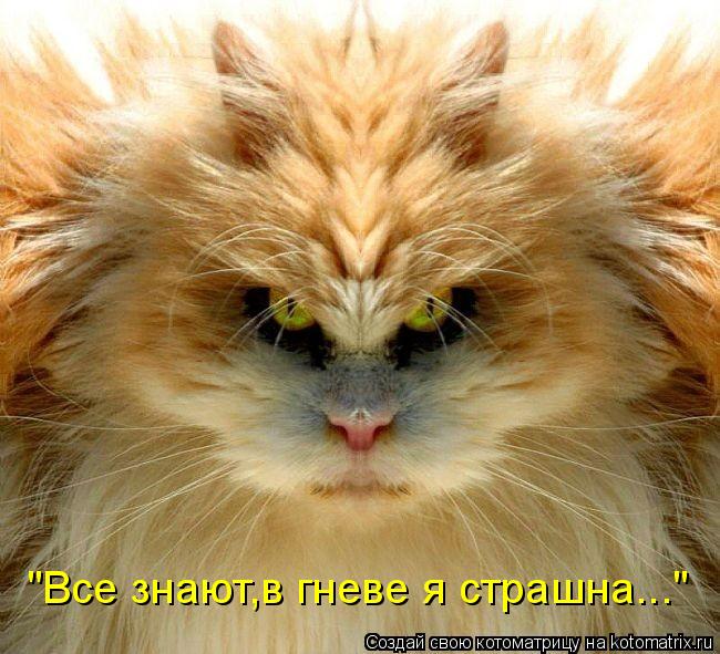 "Все знают,в гневе я страшна..."... Котоматрица: "Все знают,в гневе я страшна..."