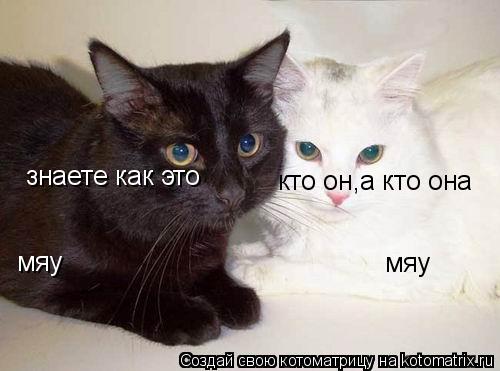 знаете как это кто он,а кто она мяу мяу... Котоматрица: знаете как это кто он,а кто она мяу мяу
