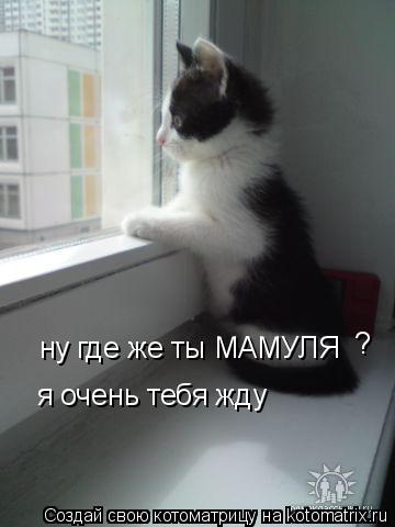 ну где же ты МАМУЛЯ я очень тебя жду ?... Котоматрица: ну где же ты МАМУЛЯ я очень тебя жду ?