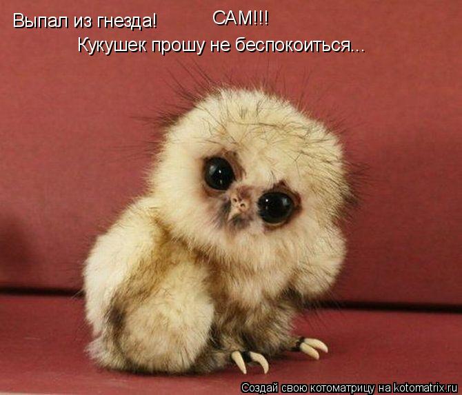 Котоматрица: Выпал из гнезда! Кукушек прошу не беспокоиться... САМ!!!