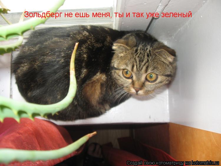 Котоматрица: Зольдберг не ешь меня, ты и так уже зеленый