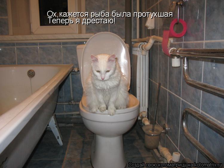 Ох,кажется рыба была протухшая Теперь я дрестаю!... Котоматрица: Ох,кажется рыба была протухшая Теперь я дрестаю!