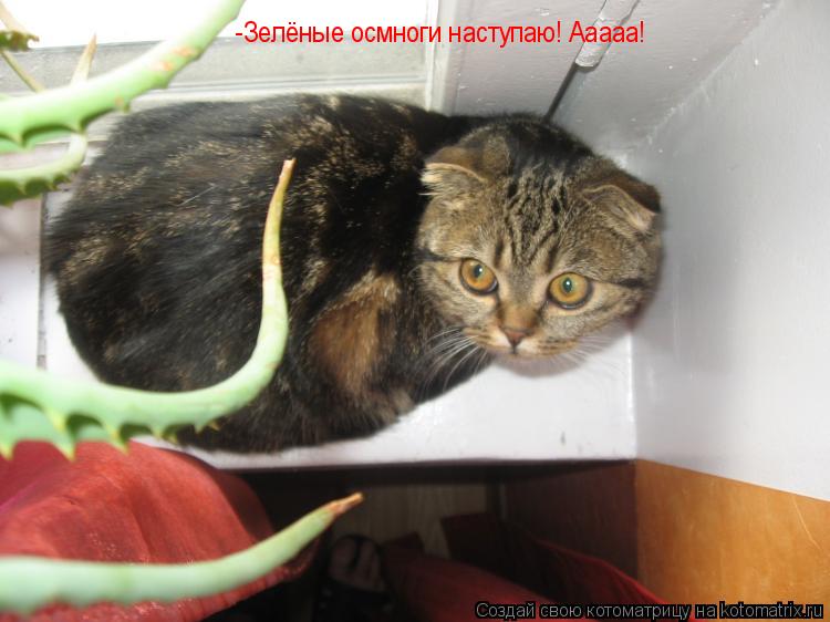 Котоматрица: -Зелёные осмноги наступаю! Ааааа!