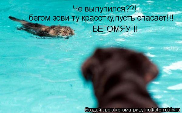 Че вылупился??! бегом зови ту красотку пусть спасет,я уже не -блю-могу!!! бегом зови ту красотку,пуст... Котоматрица: Че вылупился??! бегом зови ту красотку пусть спасет,я уже не -блю-могу!!! бегом зови ту красотку,пусть спасает!!! БЕГОМЯУ!!!