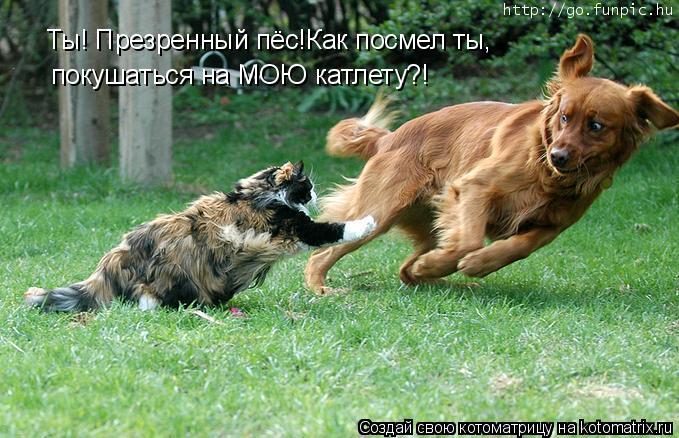 Котоматрица: Ты! Презренный пёс!Как посмел ты, Ты! Презренный пёс!Как посмел ты, покушаться на МОЮ катлету?!