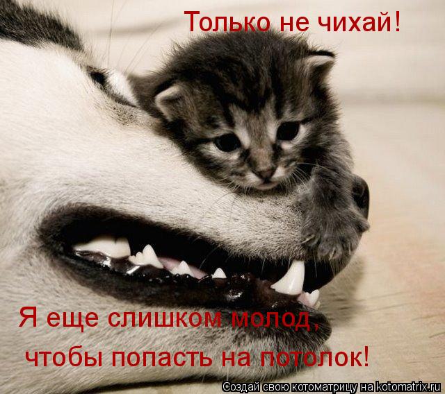 Котоматрица: Только не чихай! Я еще слишком молод,  чтобы попасть на потолок!
