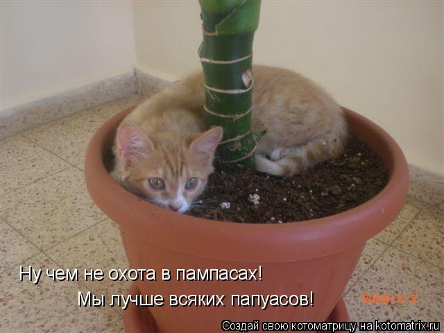 Ну чем не охота в пампасах! Мы лучше всяких папуасов!... Котоматрица: Ну чем не охота в пампасах! Мы лучше всяких папуасов!