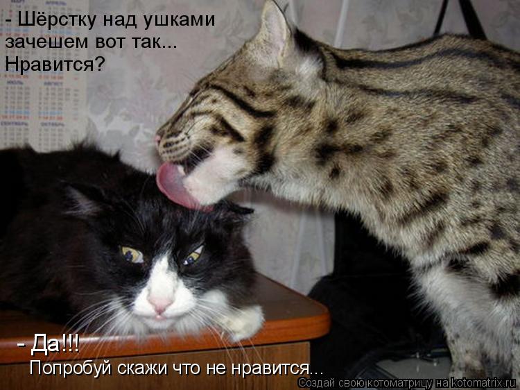 зачешем вот так... Нравится? - Шёрстку над ушками - Да!!! Попробуй скажи что не нравится...... Котоматрица: зачешем вот так... Нравится? - Шёрстку над ушками - Да!!! Попробуй скажи что не нравится...