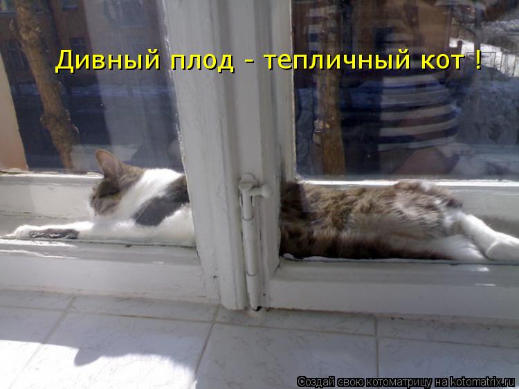 Котоматрица: Дивный плод - тепличный кот !
