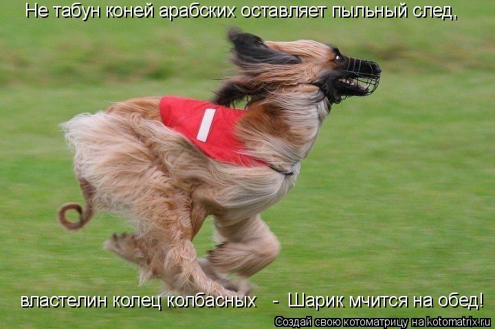 Не табун коней арабских оставляет пыльный след, властелин колец колбасных - Шарик мчится на обед!... Котоматрица: Не табун коней арабских оставляет пыльный след, властелин колец колбасных - Шарик мчится на обед!