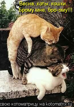 Котоматрица: Весна, коты, кошки...  Брому мне, бро-ому!!!