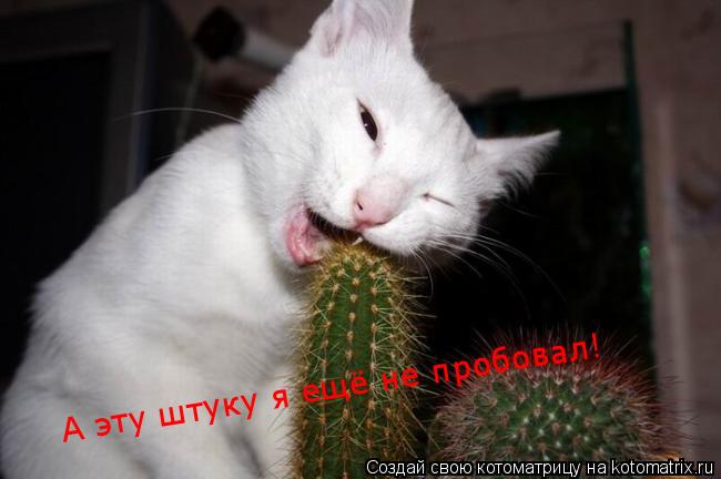 Котоматрица: А эту штуку я ещё не пробовал!