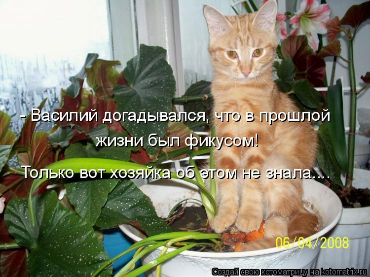 Котоматрица: - Василий догадывался, что в прошлой жизни был фикусом! Только вот хозяйка об этом не знала....