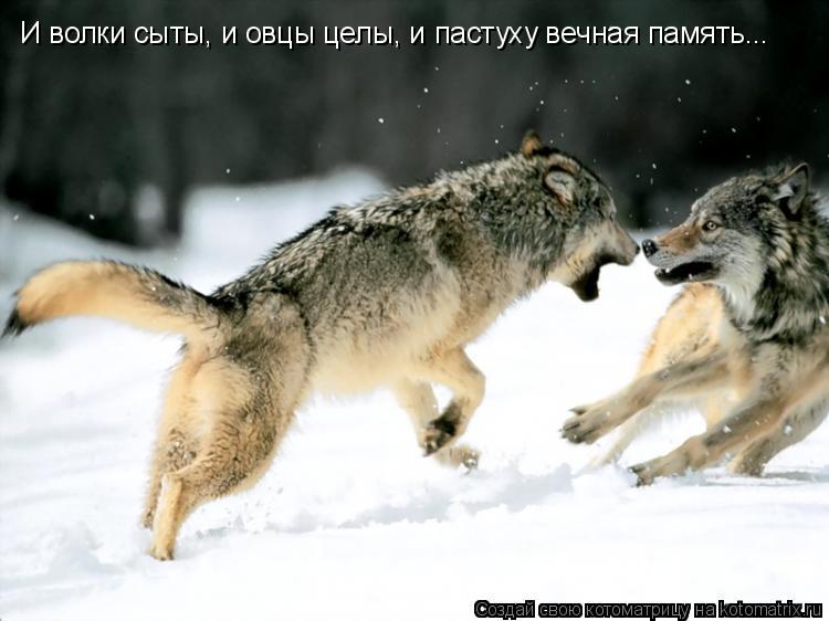 Котоматрица: И волки сыты, и овцы целы, и пастуху вечная память...