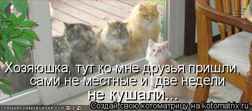 Хозяюшка, тут ко мне друзья пришли, сами не местные и две недели не кушали...... Котоматрица: Хозяюшка, тут ко мне друзья пришли, сами не местные и две недели не кушали...