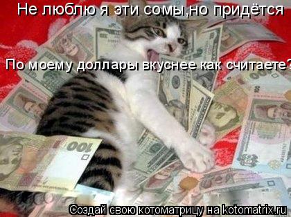 Котоматрица: Не люблю я эти сомы,но придётся По моему доллары вкуснее как считаете?