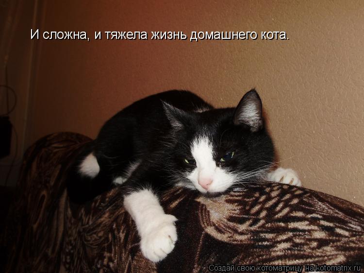 И сложна, и тяжела жизнь домашнего кота.... Котоматрица: И сложна, и тяжела жизнь домашнего кота.