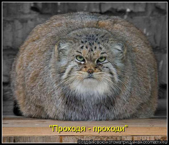 "Проходя - проходи"... Котоматрица: "Проходя - проходи"