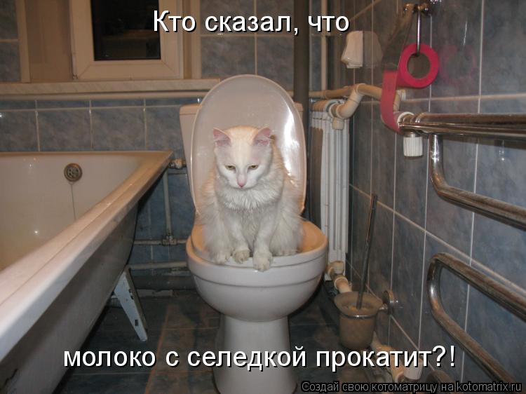 Котоматрица: Кто сказал, что молоко с селедкой прокатит?!