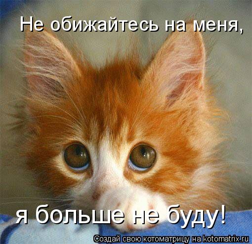 Не обижайтесь на меня, я больше не буду!... Котоматрица: Не обижайтесь на меня, я больше не буду!