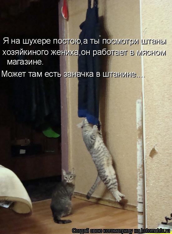 Я на шухере постою,а ты посмотри штаны хозяйкиного жениха,он работает в мясном магазине. Может там ес... Котоматрица: Я на шухере постою,а ты посмотри штаны хозяйкиного жениха,он работает в мясном магазине. Может там есть заначка в штанине....