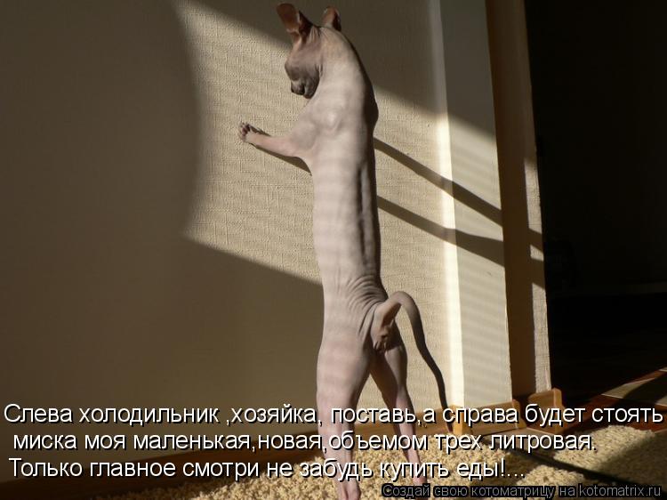 Слева холодильник ,хозяйка, поставь,а справа будет стоять миска моя маленькая,новая,объемом трех литр... Котоматрица: Слева холодильник ,хозяйка, поставь,а справа будет стоять миска моя маленькая,новая,объемом трех литровая. Только главное смотри не забудь
