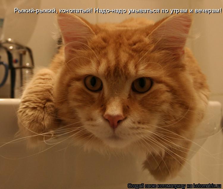 Котоматрица: Рыжий, рыжий, конопатый! Надо-надо умываться по утрам и вечерам! Рыжий-рыжий, конопатый! Надо-надо умываться по утрам и вечерам!